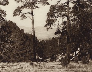 Mexiko: Vilt panorama vid foten av Pico de Orizaba (svartvitt foto) av Hugo Brehme