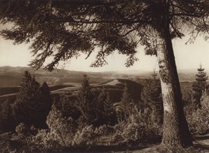 Mexiko: Nationalpark, Desierto de los Leones (svartvitt foto) av Hugo Brehme