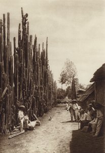 Mexiko: Santiago, karakteristisk bygata med kaktusar i form av pelare (svartvitt foto) av Hugo Brehme
