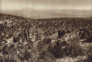 Mexiko: Sierra de Tehuacan, I den främre delen "Echinocactus grandis" (svartvitt foto) av Hugo Brehme