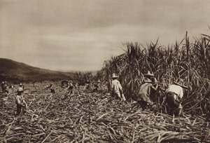 Mexiko: Tamasopo, skörd av sockerrör (svartvitt foto) av Hugo Brehme