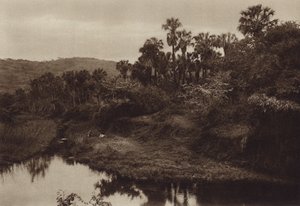 Mexiko: Tamasopo, Palmträdlandskap (svartvitt foto) av Hugo Brehme