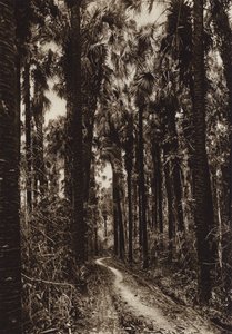 Mexiko: Tamasopo, Palmar (svartvitt foto) av Hugo Brehme