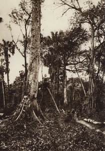 Mexiko: Tamasopo, Panorama över jungfrulig skog (svartvitt foto) av Hugo Brehme