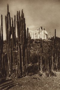 Mexiko: Zapottlan, "Cereus bavosus" (svartvitt foto) av Hugo Brehme