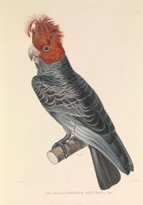 Australiensiska Callicéphale
