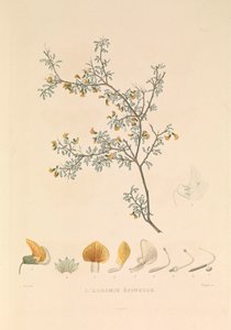 Adesmie Épineuse" (taggig adesmia)