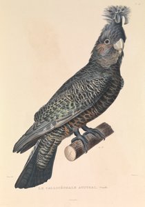Australiensiska Callicéphale