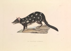 "Tvättbjörnen Dasyure av Hyacinthe Yves Philippe (1781 1846) Potentien