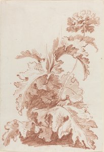 Vallmo i blom av I Jean Baptiste Hüet