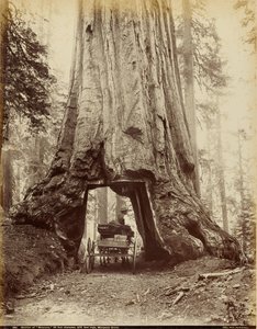 Del av "Wawona", 28 fot i diameter, 275 fot hög, Mariposa Grove