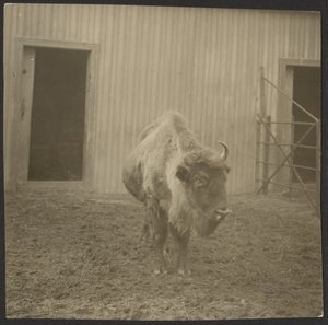Bison av Iakob Vladimirovich Shteinberg