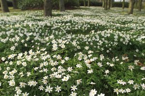 Vårblommande skogsanemoner