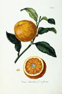 Orange frukt, citrus av Ignaz (after) Strenzl