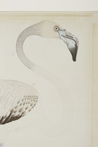 En flamingo, detalj, ca 1780 (ogenomskinlig wc på papper) av Indian School