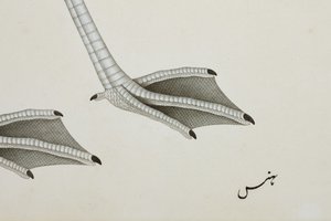 En flamingo, detalj, ca 1780 (ogenomskinlig wc på papper) av Indian School