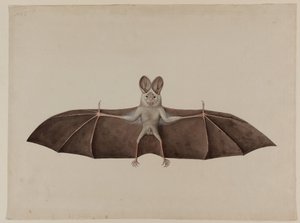 Asiatisk mindre falsk vampyrfladdermus, ca 1790 av Indian School