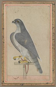 Falcon, ca 1770 (täckande akvarell på papper) av Indian School