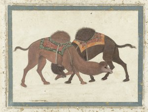 Kämpande kameler, ca 1680-1700 av Indian School