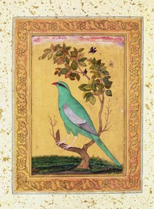 Grön fågel, Mughal av Indian School