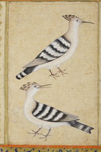 Hoopoes, ca 1590 (ogenomskinlig wc & guld på papper) av Indian School