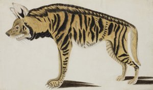 Hyena, efter 1794 (ogenomskinlig wc på papper) av Indian School