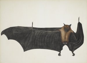 Indian Flying Fox även känd som Great Indian Fruit Bat, Pteropus Giganteus, c1800. av Indian School
