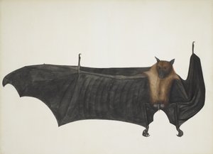 Indian Flying Fox även känd som Great Indian Fruit Bat; Pteropus Giganteus, ca. 1800 (handfärgad gravyr) av Indian School