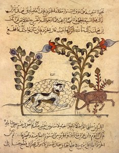 Katten och råttan, arabisk miniatyr från "Kalila va dimna" av Indian School