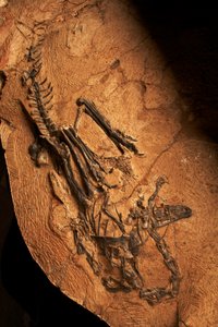 En tandlös ceratosaurie vid institutet för paleontologi och paleoantropologi i Xiaotangshan, norra Peking, Kina. av Ira Block
