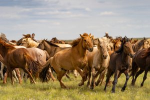 En flock hästar i södra Gobiöknen, Mongoliet, 2018 (foto)