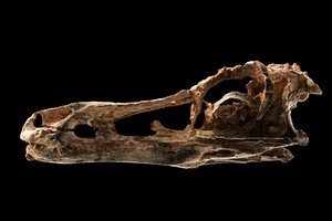 Alvarezsaur-liknande dinosauriekranium vid IVPP i Peking, Kina. av Ira Block