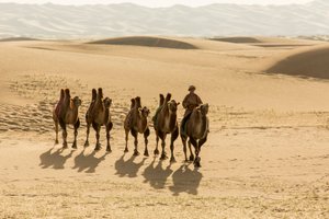 Karavan med baktriska kameler i södra Gobiöknen, Mongoliet, 2013 (foto) av Ira Block