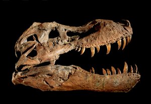 Fossil skalle av Tyrannosaurus Rex "Sue.... av Ira Block