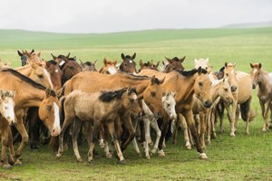 Lokal familj samlar ihop sina hästar i Gun-Galuut naturreservat av Ira Block