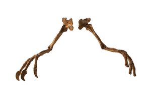 Den mongoliska dinosaurien Deinocheirus, med sina gigantiska armar och klor. av Ira Block
