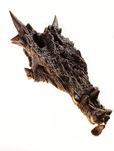 Dracorex-skallen på Children
