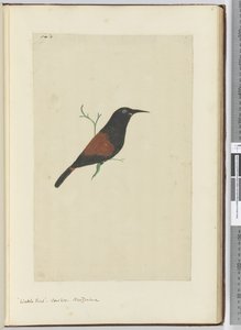 F.18 Wattle fågel. Gök. Nya Zeeland, 1772-1775 (wc)