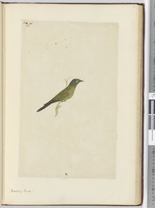 F.22 Spotfågel, 1772-75 (wc)