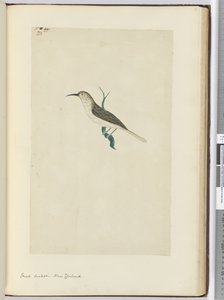 F.23 Liten gök. Nya Zeeland, 1772-1775 (wc)