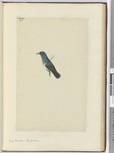F.25 Stor fansvans. Nya Zeeland, 1772-1775 (wc)