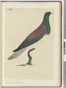 F.26 Skogsduva. Nya Zeeland, 1772-1775 (wc)