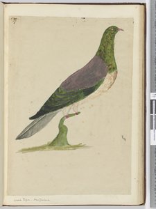 F.27 Skogsduva. Nya Zeeland, 1772-1775 (wc)