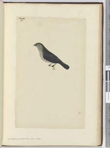 F.30 En nyzeeländsk fågel tam som en rödhake, 1772-75 (wc)