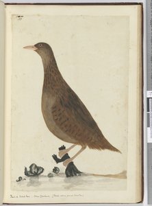 F.33 Räls eller vedhöna. Nya Zeeland. (Föder om små bäckar), 1772-75 (wc)