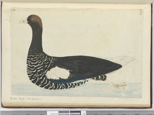 F.34 Målad anka. Nya Zeeland, 1772-1775 (wc)