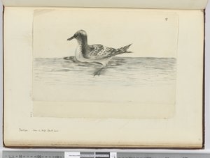 F.37a Pintado. Sedd i hög sydlat., 1772-75 (wc)