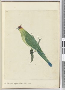 F.3 Grön parkett. Norfolk Island & Friendly Islands, 1772-75 (wc)