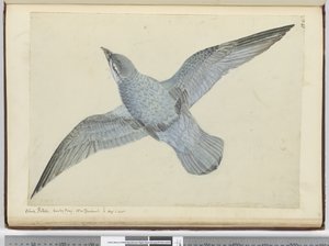 F.41 Blåsvala. Dusky Bay Nya Zeeland. I high S. lat., 1772-75 (wc)