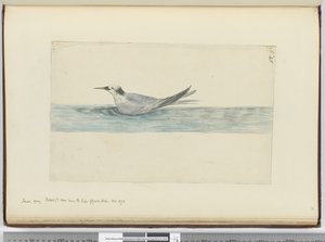 F.45 Liten grå petrel(?) sett nära Godahoppsudden. oktober 1772, 1772-75 (wc)